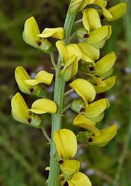 Image result for Crotalaria barkae