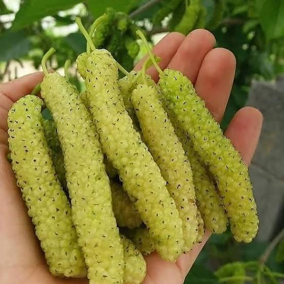 نهال توت موزی