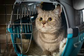 Kedilerle Seyahat Ve Yolculuk Kedi Blog