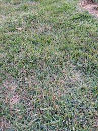 Empire zoysia raises the bar for warm season turfgrasses. Why Is My Zoysia Grass Turning Red Gardening Landscaping Stack Exchange