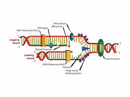 Many Enzymes Are Involved In The Dna Replication Fork Dna Helicase Dna Polymerase Dna Replication