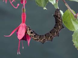 Check spelling or type a new query. Elephant Hawkmoth And Caterpillar Saga
