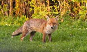 Fuchs im garten deshalb muss man keine angst vor den tieren haben tierkot im garten erkennen grosse ubersicht myhomebook wildtiere in der stadt kot garten besuch vom fuchs im garten was tun drohen gefahren fuchs im garten niedlich oder doch gefahrlich willkommen in frage an waidmanner wildtierkenner wessen losung ist das. Wildschaden Im Garten Verhindern Hausinfo