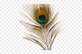peacock feather png transparent images peacock clipart transparent background png download 640x480 2973387 pngfind peacock feather png transparent images
