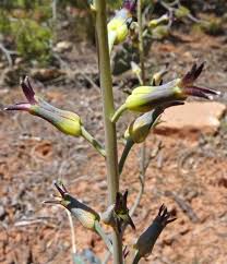 Image result for Oxyanthus strigosus