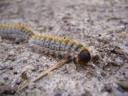 La processionnaire du pin peut coloniser et. Chenille Processionnaire Du Pin Chenilles Processionnaires Chenille