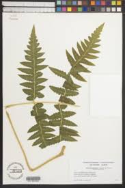 Image result for Blotiella currorii