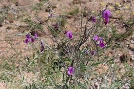 Image result for Otoptera