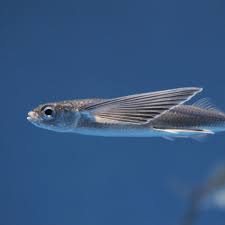 Image result for flying fish