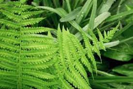 Check spelling or type a new query. 17 Garden Non Flowering Plants Ideas Plants Planting Flowers Garden