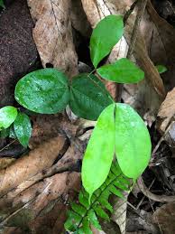 Image result for Hymenaea