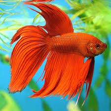 Copyright © 2021 all rights reserved fish fighter® products. Red Siamese Fighter Aquatics To Your Door