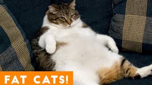 They should really make an alarm clock that sounds like a. Funniest Fat Cat Compilation September Funny Pet Videos Youtube