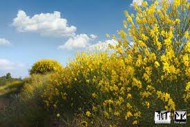 Screen Background Of The Genet Broom Flowers In Full Bloom Southern California Hills California Hills Vintage Botanical Background