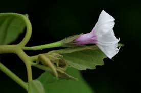 Image result for Astripomoea