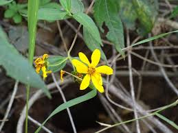 Image result for Aspilia