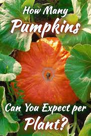 How Many Pumpkins Can You Expect Per Plant Garden Tabs Growing Pumpkins Planting Pumpkins How To Grow Watermelon