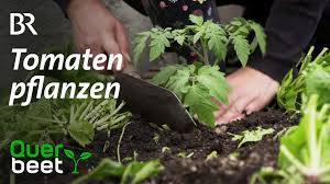 Maybe you would like to learn more about one of these? Querbeet Tomaten Pflanzen Facebook