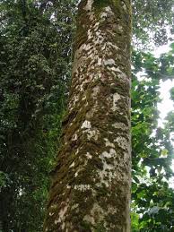 Image result for Bridelia brideliifolia