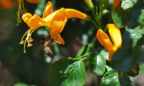 Image result for Heywoodia