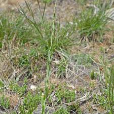 Image result for Turritis