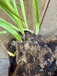 Image result for Xerophyta trichophylla