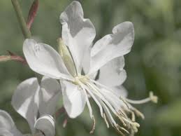 You might remember i ripped out all my lavender plants four months ago and replaced them with new plants. Gaura Sparkle White Gaura Awapuni Nurseries New Zealand