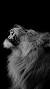 Iphone 7 Black Lion Wallpaper