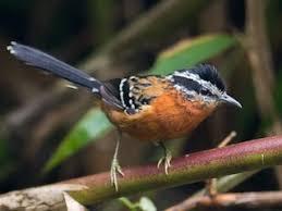 Image result for Vangueria ferruginea