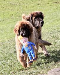 Leonberger prairie city, oregon, united states. Bobev S Leonbergers Home Facebook