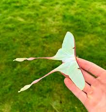 Image result for Actiniopteris dimorpha