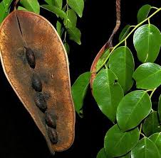 Image result for Erythrophleum