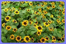 Image result for foto Vitálka