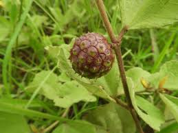 Image result for Triumfetta amuletum