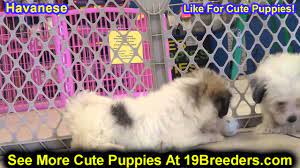 This playful havanese puppy will fit in nicely with any family. Havanese Puppies For Sale In Duluth Minnesota County Mn Hennepin Dakota Washington Stear Youtube