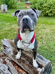 CHICO - Tierheim Krems