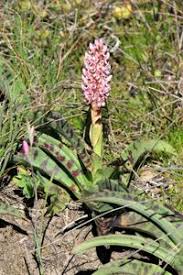 Image result for Disa fragrans
