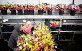 Michelle's flowers • saskatoon, sk. My What Lovely Flowers Who Lobbied For Them The New York Times