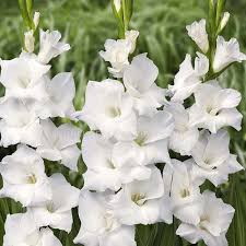 Image result for Gladiolus brachyphyllus
