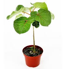 Image result for Ficus abutilifolia