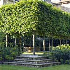 Garden Pleached Hornbeams Jane Brown Brown Garden Hornbeams Jane Pleached Landscape Design Garden Design Beautiful Gardens