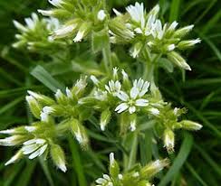 Image result for Cerastium glomeratum