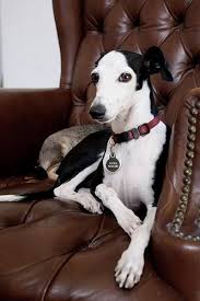 Black And White Italian Greyhound Puppy Ringo Grey Hound Dog Italian Greyhound Whippet