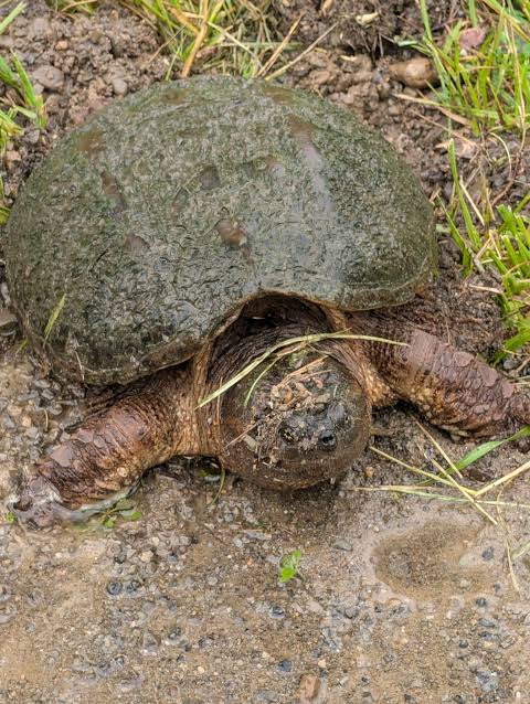🔥Big ol' snapping turtle I saw chillin' in the rain🔥 : r/NatureIsFuckingLit