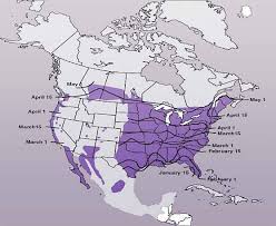 Purple Martin Houses Placement Of Purple Martin Houses Purple Martin Arrival Map These deep purple birds often look black to the casual observer, but up close, they're deep iridescent purple/blue. purple martin houses placement of