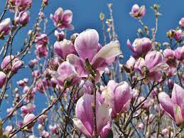 Growing from 15 to 30 tall and wide at maturity, this dogwood is large enough to be a yard tree, but stays small enough to be used in a garden or a larger mixed or raised bed. 3 Flowering Trees And Shrubs For Your Garden Magnolia Viburnum Dogwood The Old Farmer S Almanac