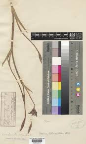 Image result for Ferraria glutinosa