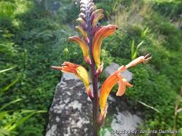 Image result for Chasmanthera