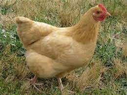 Catalana Chicken Breed - What to Know for Sale - Bird Baron