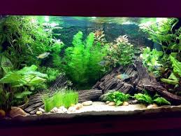 Betta Care 101 Tankmates Fresh Water Fish Tank Betta Fish Tank Tropical Fish Tanks